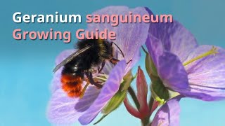 Geranium sanguineum Growing Guide [upl. by Letizia]