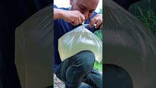 Simple method of carrying water in polythene bagsSurvival Skills camping bushcraft survivalbipul [upl. by Mallissa]