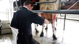 Best Practice Mastitis Treatment [upl. by Frey]