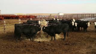 Livestock South Dakota replacement heifer sale [upl. by Orren]