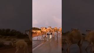 Camels on the road😍😁✌ viralvideo youtubeshorts camels [upl. by Waldos]