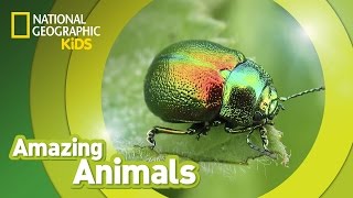 Beetle 🐞  Amazing Animals [upl. by Cirda]