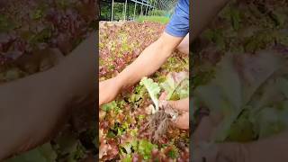 Lettuce Continuous Cultivation Technology [upl. by Arvy42]