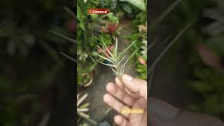 Tillandsia Cocoensis small [upl. by Ruthann]