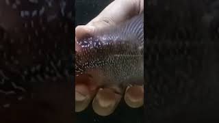 SRD vs Fader Flowerhorn trending viralvideo onefishtwofishredfishbluefish flowerhorn fish [upl. by Llennol]