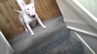 Bull terrier crazy funny dog [upl. by Ardnasella]