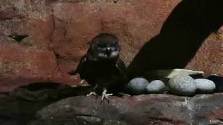 Morepork Ruru Owl  Night Safari Singapore [upl. by Anawaj]