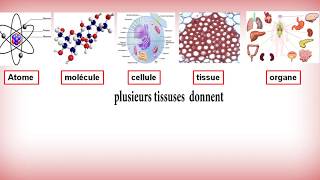 cest quoi la biologie  les notions de base de la biologiecelldelning Biologi  Studise [upl. by Acirat873]