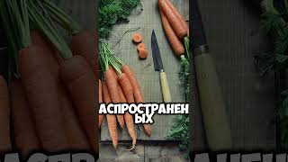 морковь shortsvideo shorts shortsfunny факты [upl. by Anilef341]