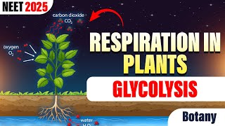 Respiration in Plants Glycolysis  Class 11  NEET Botany  NEET 2025  srichaitanyagosala [upl. by Nnaylime752]