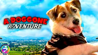 A DOGGONE ADVENTURE  Full Family Adventure Dog Movie [upl. by Noerb]