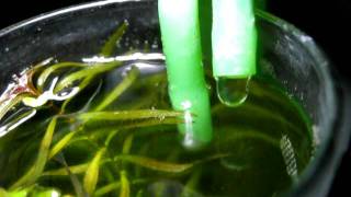 DIY SUCTION PUMP water flow [upl. by Tarah]