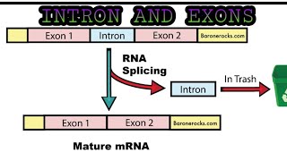 INTRON amp EXONS  Splicing [upl. by Nick]