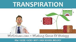 OCR ALevel Biology Module 3 Exchange Surfaces Transport in Animals and Plants  Complete Guide [upl. by Wahl116]