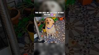 THIS DOG DOES NOT EAT FOOD WITHOUT PRAYING 🕉️🔥  sanatandharma sanatanisanskriti [upl. by Isyed]