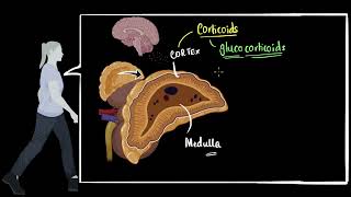 Adrenal cortex Glucocorticoids mineralocorticoids  control amp coordination  Biology  Khan Academy [upl. by Kaylyn]