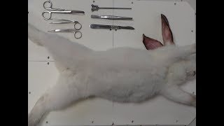 Leçon danatomie en Seconde Dissection du lapin domestique par les élèves [upl. by Ainahpets863]