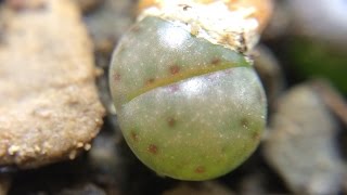 Lithops dinteri ssp multipunctuata C326 6 Months Old [upl. by Radu]