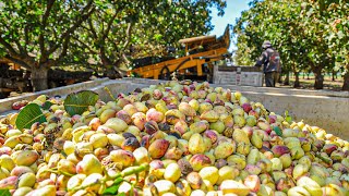 Pistachios Harvesting Process  How To Grow Pistachios  Modern Pistachios Harvesting Machine [upl. by Eilrebmik]