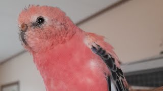 Rosey bourke parakeet singing [upl. by Tlaw]