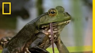 Bullfrogs Eat Everything  National Geographic [upl. by Yerak]