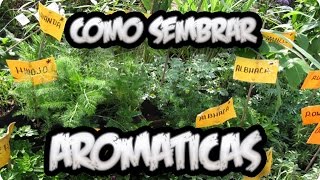 Como Sembrar Aromaticas  Tomillo Romero Perejil Lavanda Albahaca  La Huertina De Toni [upl. by Jaeger]