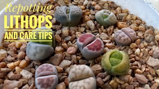 Repotting Lithops and Care Tips [upl. by Airpac]