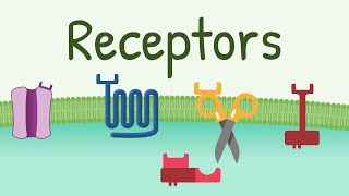 Receptors Types amp Functions [upl. by Niatsirk]