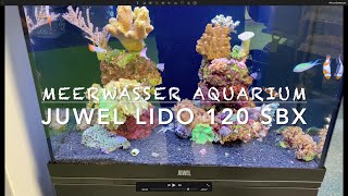 JUWEL Lido SBX als Meerwasser Aquarium  Günstiger Einstig in die Welt der Korallen 120  200 Liter [upl. by Gottuard559]