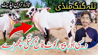 Today Talagang Mandi bachary rates update Cattle Mandi [upl. by Asillem755]