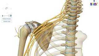 Le membre supérieur  linnervation [upl. by Croner]