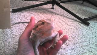 Bearded dragon yawning filmed with Droid Maxx HD [upl. by Dympha]