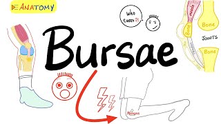 Bursae and Bursitis  Anatomy Basics  Anatomy Playlist [upl. by Rakabuba]