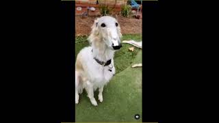 long face dog meme compilation do it for you borzoi [upl. by Eeneg967]