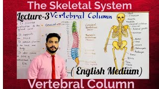 Vertebral column in English  Skeletal system structure and Functions [upl. by Nalced]