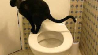 Toilet training my cat Fully trained Stage 4b [upl. by Bergren]