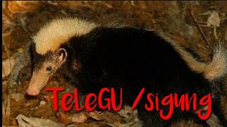 T E L E G U sigung [upl. by Airrotal]