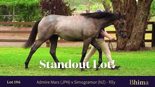 Horses To Follow  2024 Magic Millions Gold Coast Yearling Sale [upl. by Odranar334]