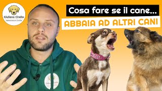 🐶 Cosa fare se il cane impazzisce quando vede altri cani 3 consigli  Giuliano Addestratore [upl. by Caves]