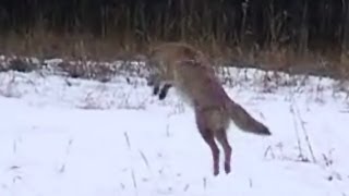 Coyote Pouncing Hunting for Food  Banff National Park [upl. by Lanuk191]