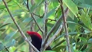 O CANTO DO SOLDADINHO Maravilhas da natureza ANTILOPHIA GALEATA HELMETED MANAKIN TANGARÁ REI [upl. by Leizahaj270]