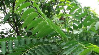 Medicinal Tree for Pitta Dosha  Pankaj Oudhias Ethnobotanical Surveys1863 [upl. by Feinberg]