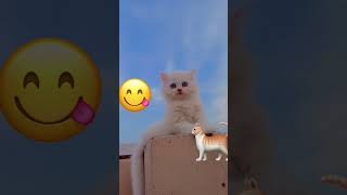 Catty… song music dailyvlog minivlog travel foodie shortvideo fyp fypage [upl. by Ajak60]