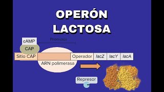 REGULACIÓN GÉNICA OPERÓN LACTOSA Y TRIPTOFANO [upl. by Clere]