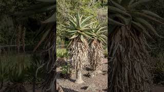 Mountain Aloe FlatFlowered Aloe Aloe marlothii  Observed in Description [upl. by Pammi778]