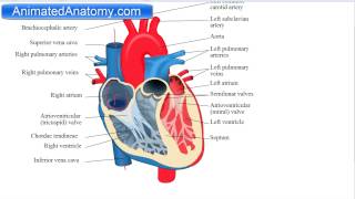 Heart Anatomy And Function [upl. by Atirat]