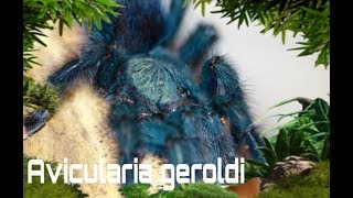 кормление Avicularia geroldi [upl. by Odnavres]