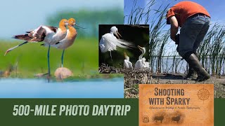 500mile daytrip Birding Minnesota June 12 Egret Rookery Avocets Western Grebes Bird Photography [upl. by Eneirda]