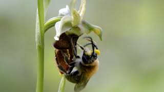 Pollinisation dun Ophrys hybride [upl. by Royd759]