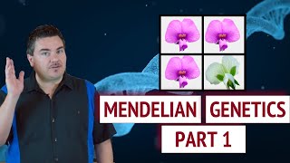 Mendelian Genetics  Part 1 [upl. by Briano65]